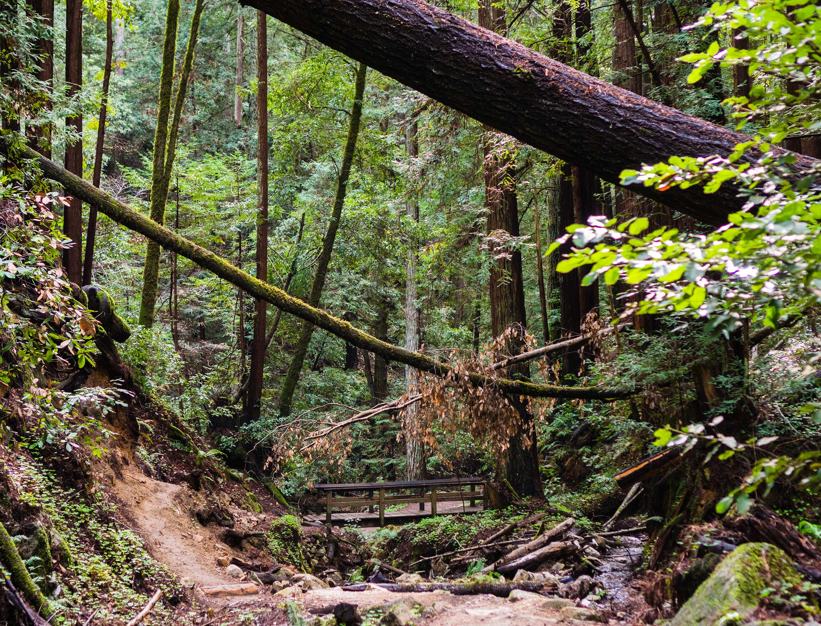 Hike Through The Santa Cruz Mountains